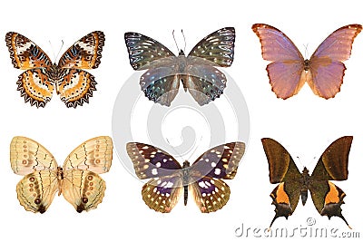 Butterfly set Stock Photo