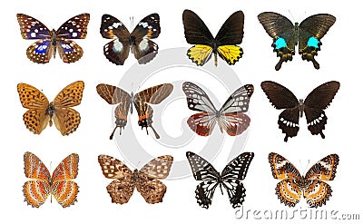 Butterfly set Stock Photo