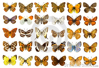 Butterfly set Stock Photo