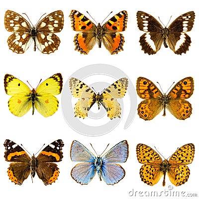 Butterfly set Stock Photo