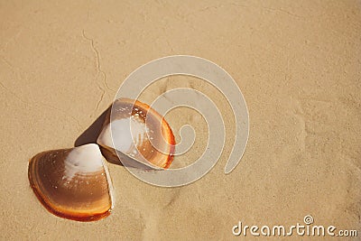 Butterfly shells on the beach in the wet sand Stock Photo