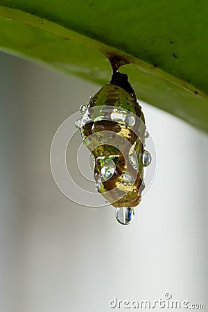 Butterfly in shiny golden pupa with water drop; Chrysalis Stock Photo