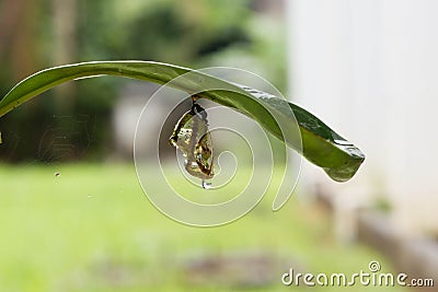 Butterfly in shiny golden pupa with water drop; Chrysalis Stock Photo