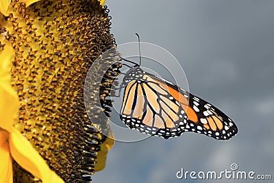 Monarch Butterfly shy Stock Photo