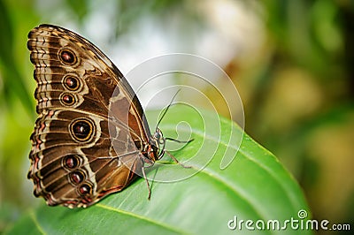 Butterfly from side with closeup wings on green leaf Stock Photo