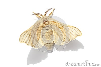 Butterfly of Silk moth Stock Photo