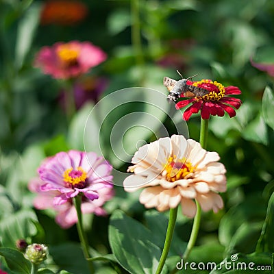 Butterfly (silkworm moth) on chamomile Stock Photo