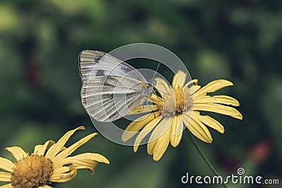 Butterfly Sipping Flower Nectar Stock Photo