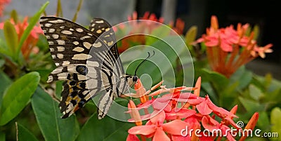 Butterfly Sipping on a Santan Stock Photo