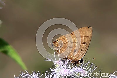 Butterfly sits on flower collecting necter Stock Photo