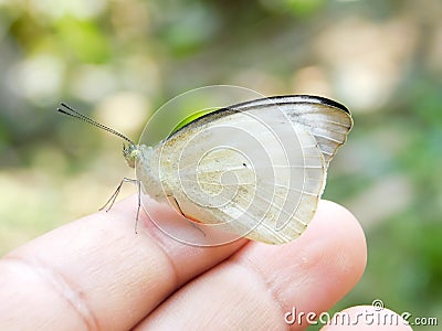 Butterfly sits on a man hand. white, fralgile butterfy wings on man fingers create harmony of nature, beauty magic close-up Stock Photo