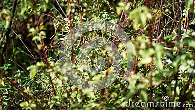 Butterfly sits on nettle bush Stock Photo