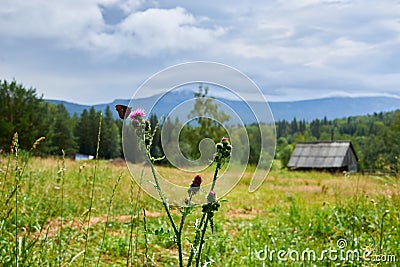 a butterfly sits on wild flowers thistles, green meadow, a beautiful view of the mountain peaks Stock Photo