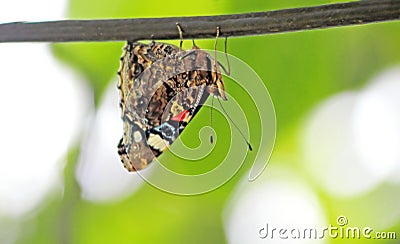 Butterfly sits on the wire upside down Stock Photo