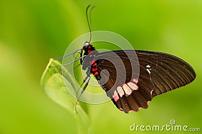 Butterfly sitting. Common Mormon, Papilio polytes, beautiful butterfly from Costa Rica and Panama. Beautiful butterfly in nature g Stock Photo
