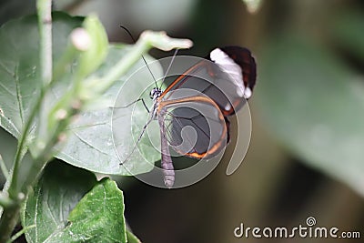 Butterfly sitting on a leaf in the garden Stock Photo