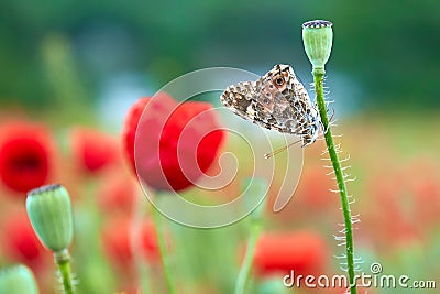 Butterfly sitting on a poppy stem, flora and fauna Stock Photo