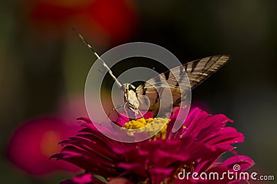 Butterfly sitting on red flower Stock Photo