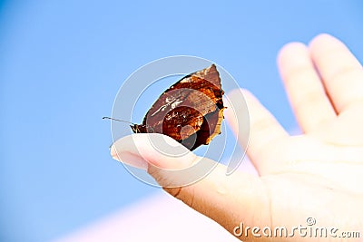 Butterfly sitting on the thumb against a blue sky Stock Photo