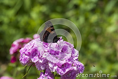 Butterfly Small fox tortoiseshell, Aglais urticae on bearded carnation flower Stock Photo