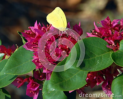 Butterfly species Orange Sulphur Stock Photo