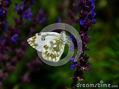 Butterfly standing on the flower Stock Photo