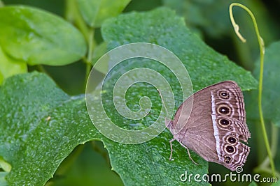 Butterfly standing on green leaf Stock Photo
