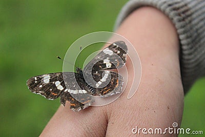 Butterfly standing on hand Stock Photo