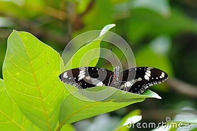 Butterfly Standing On Leaf Stock Photo