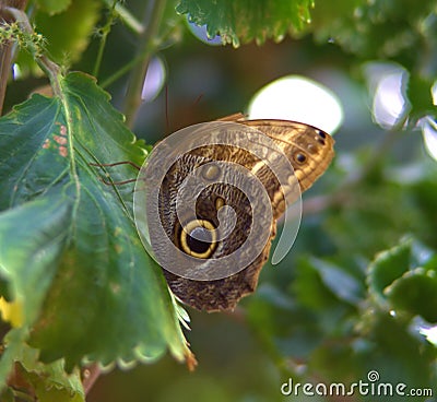 Butterfly and tree Stock Photo