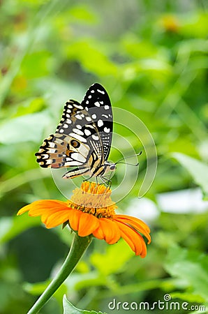 Butterfly Standing on Leaf of Tree Stock Photo