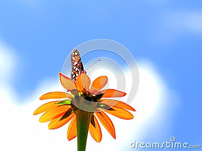 Butterfly standing on Mexican marigold flower Stock Photo