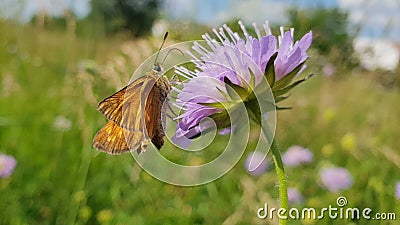 Butterfly Standing on a Scabiosa Flower in the Meadow Stock Photo