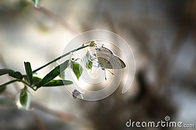 Butterfly standing to eat Stock Photo