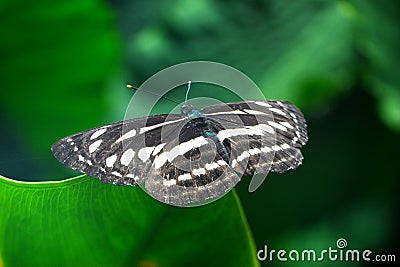 Butterfly stay on green leaf, location in Taiwan, nature Stock Photo