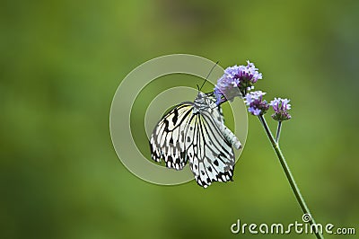 Butterfly on stem Stock Photo