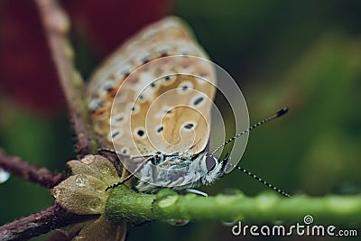 Butterfly on a stem of a plant Stock Photo