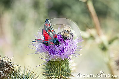 Butterfly on a Cardoon Flower Stock Photo