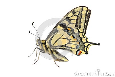 Butterfly Swallowtail (Papilio machaon) Stock Photo