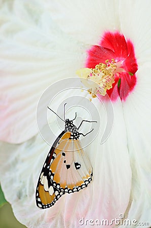 Butterfly on sweet hibiscus Stock Photo