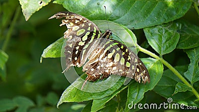 BUTTERFLY Stock Photo