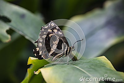 Butterfly tailed emporer Polyura sempronius on green leaves Stock Photo