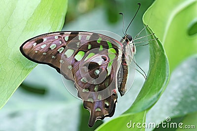 Butterfly - Tailed Jay (Graphium agamemnon) Stock Photo
