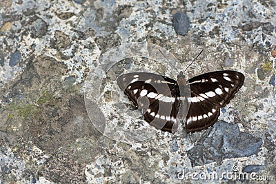 Butterfly Stock Photo