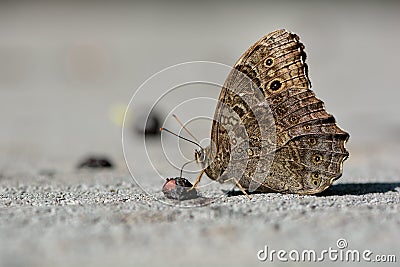 Butterfly Stock Photo