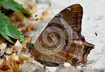 Butterfly Stock Photo