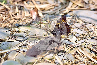 Butterfly Stock Photo