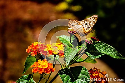 Butterfly taking nectar from small flowers performing epolimization process Stock Photo