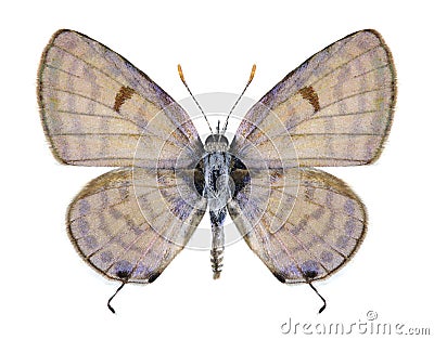 Butterfly Tarucus rosaceus (male) Stock Photo