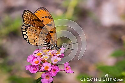 Butterfly Tawny Coster Acraea violae Stock Photo